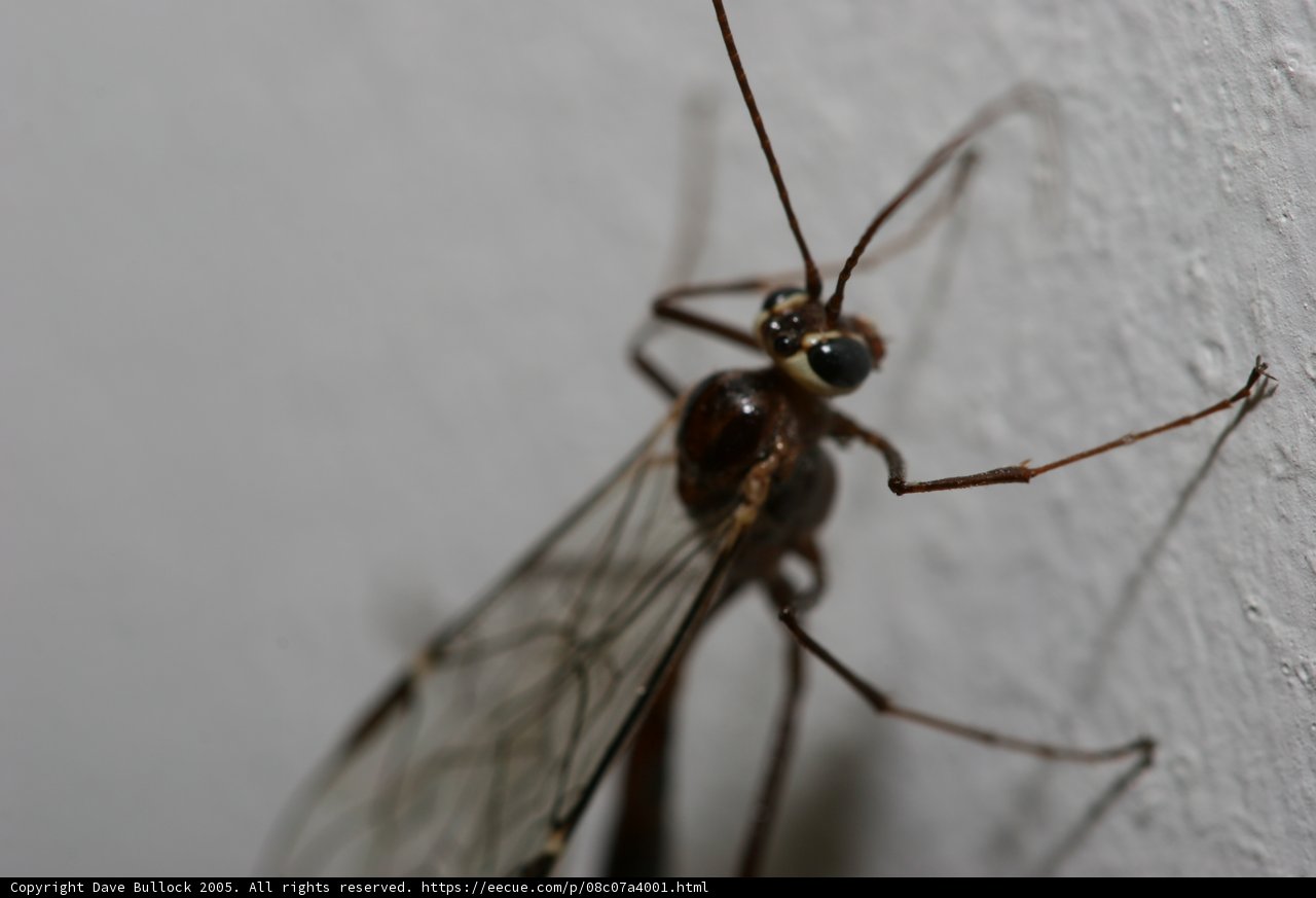 Mystifying Insect