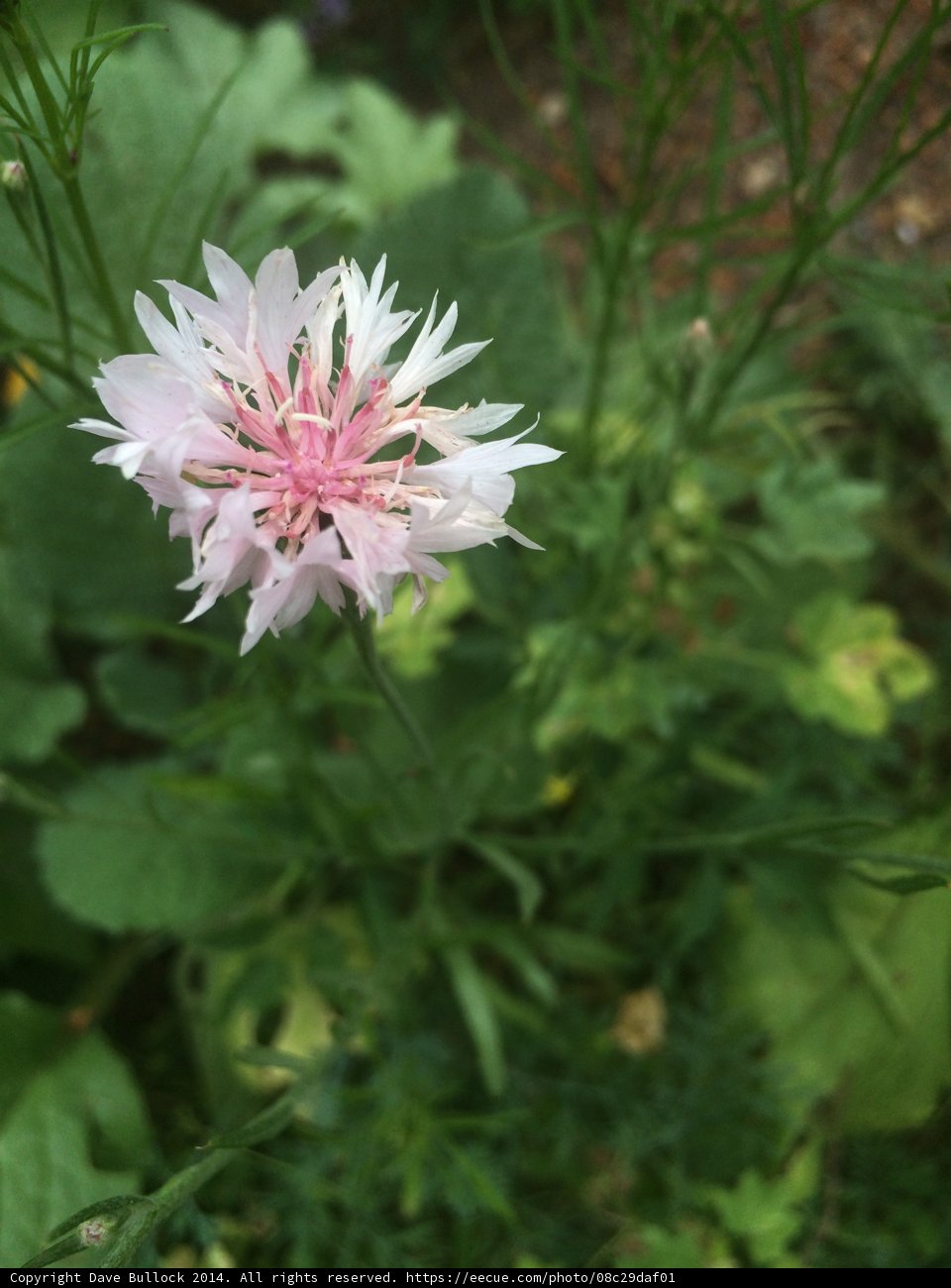 Pink Flower with Lush Green Foliage