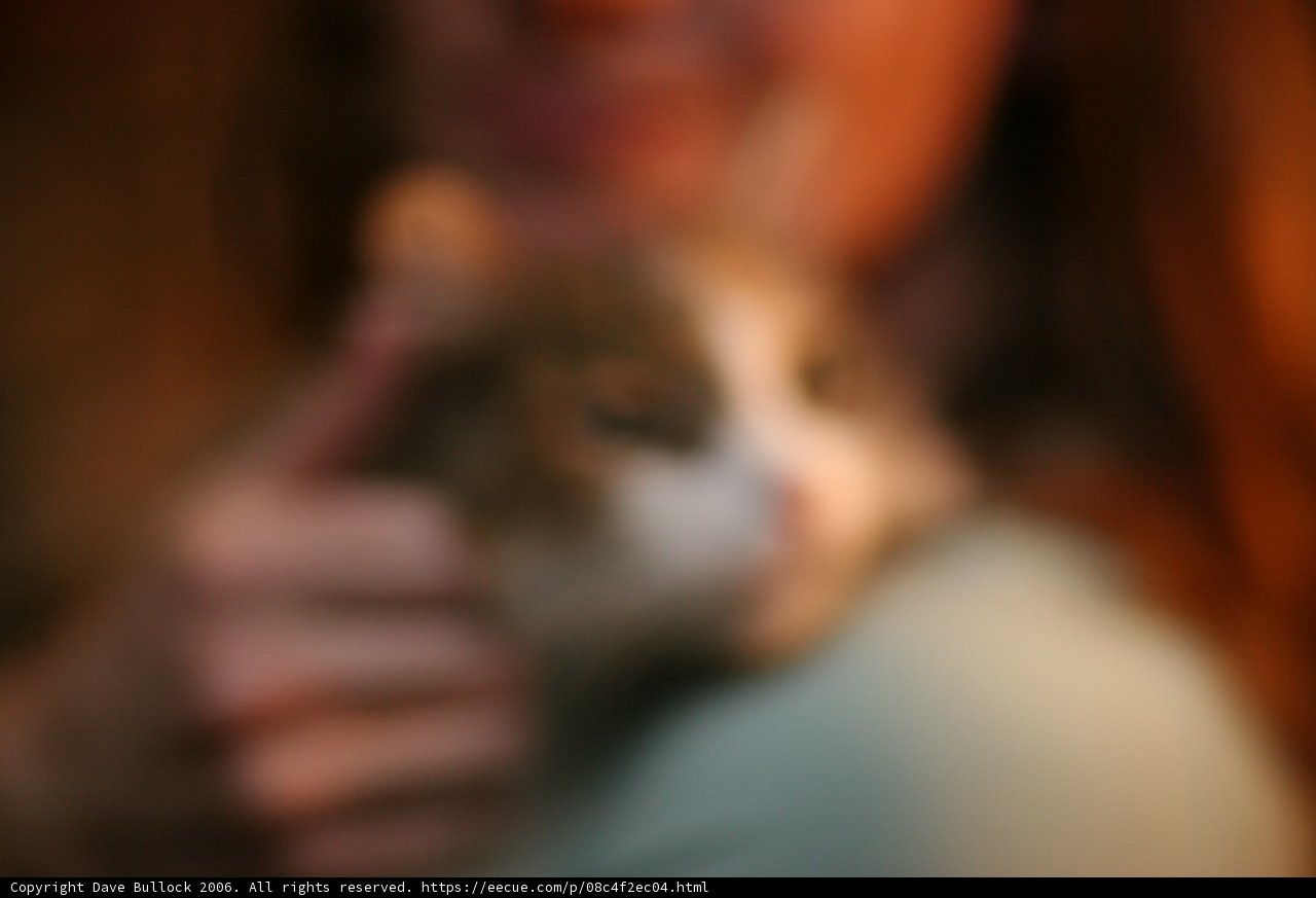 Furry Companion