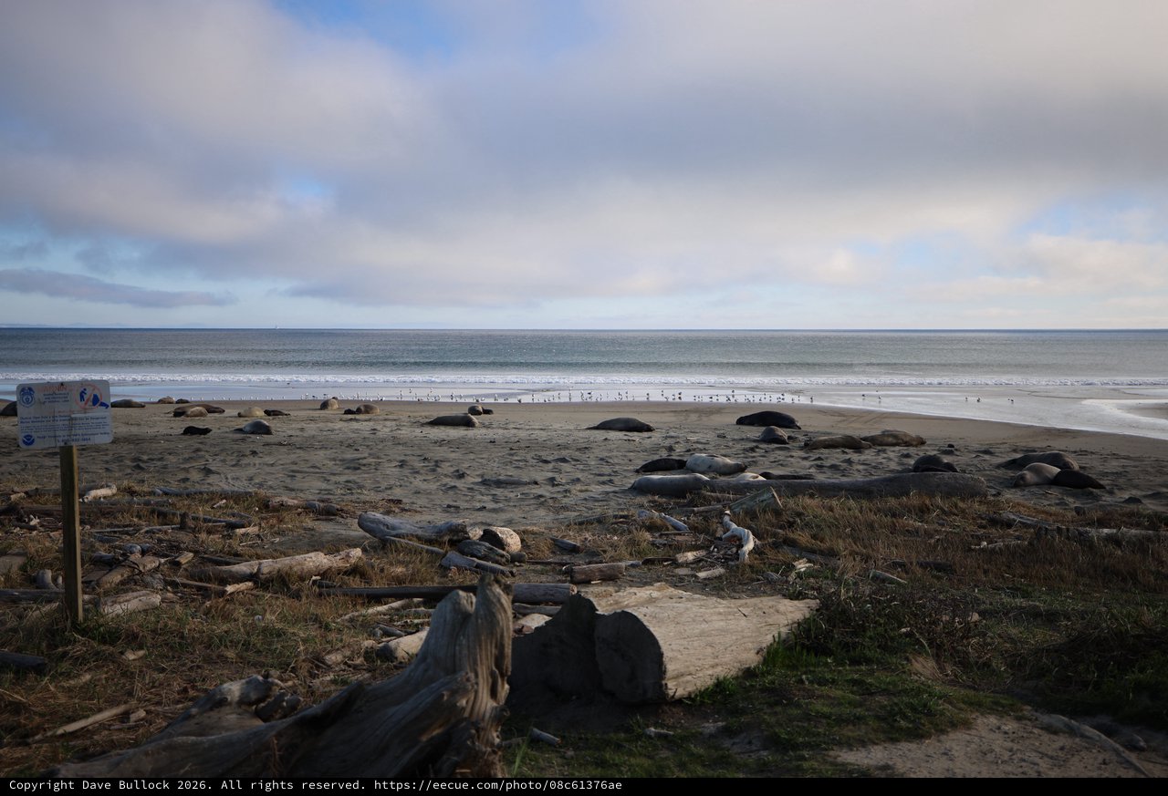 Elephant Seals Resting on Drakes Beach at Dusk
