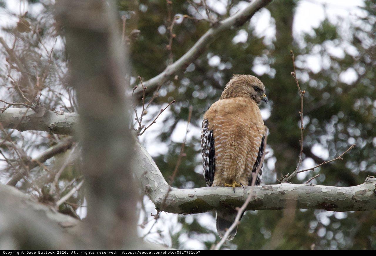 Red-Shouldered Hawk Perched on Winter Branch