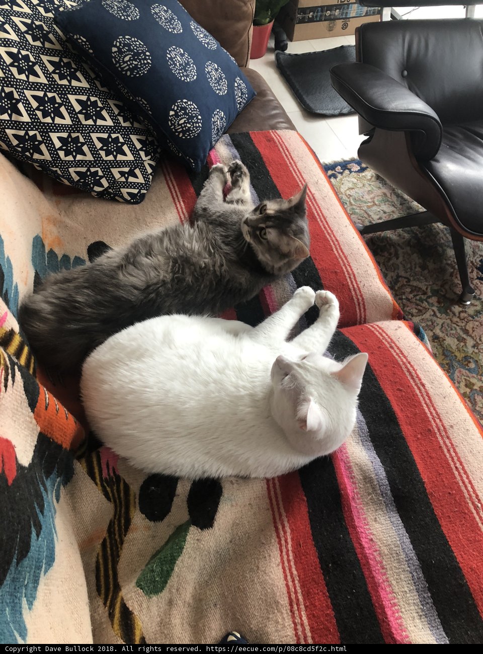 Feline Frenzy on the Couch
