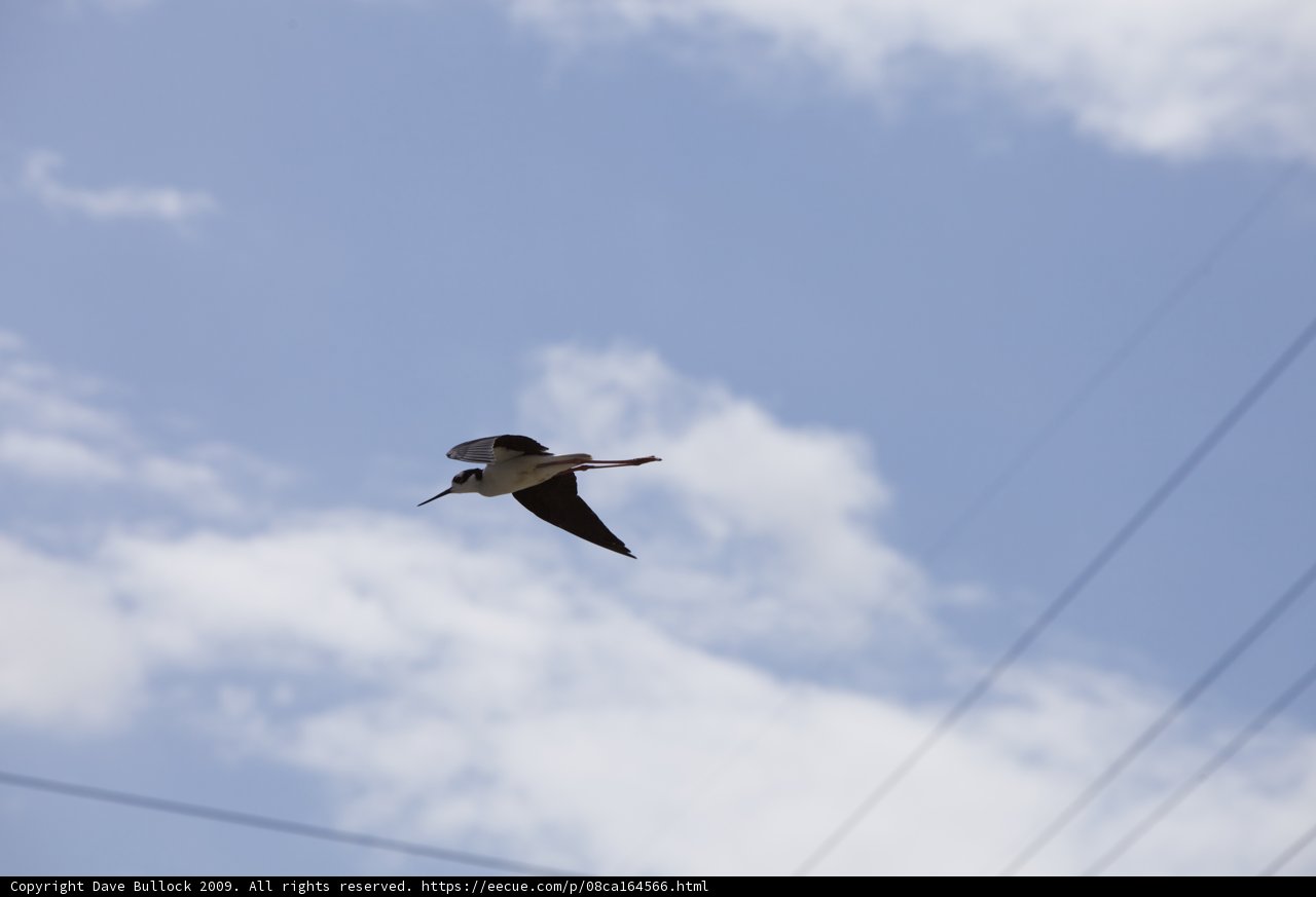 Flying Black-Necked Stilt