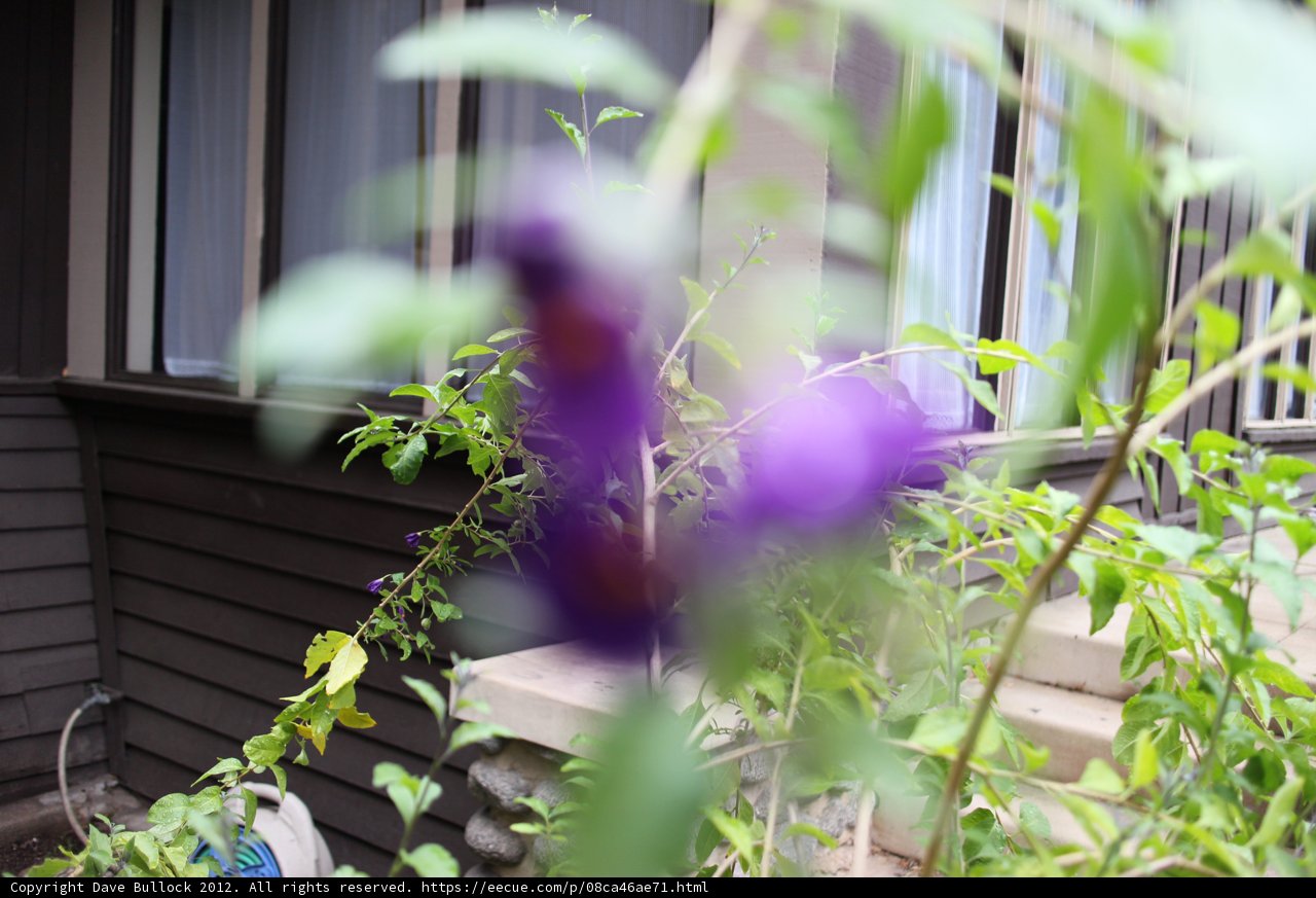 Purple Geranium Decorates Window Sill