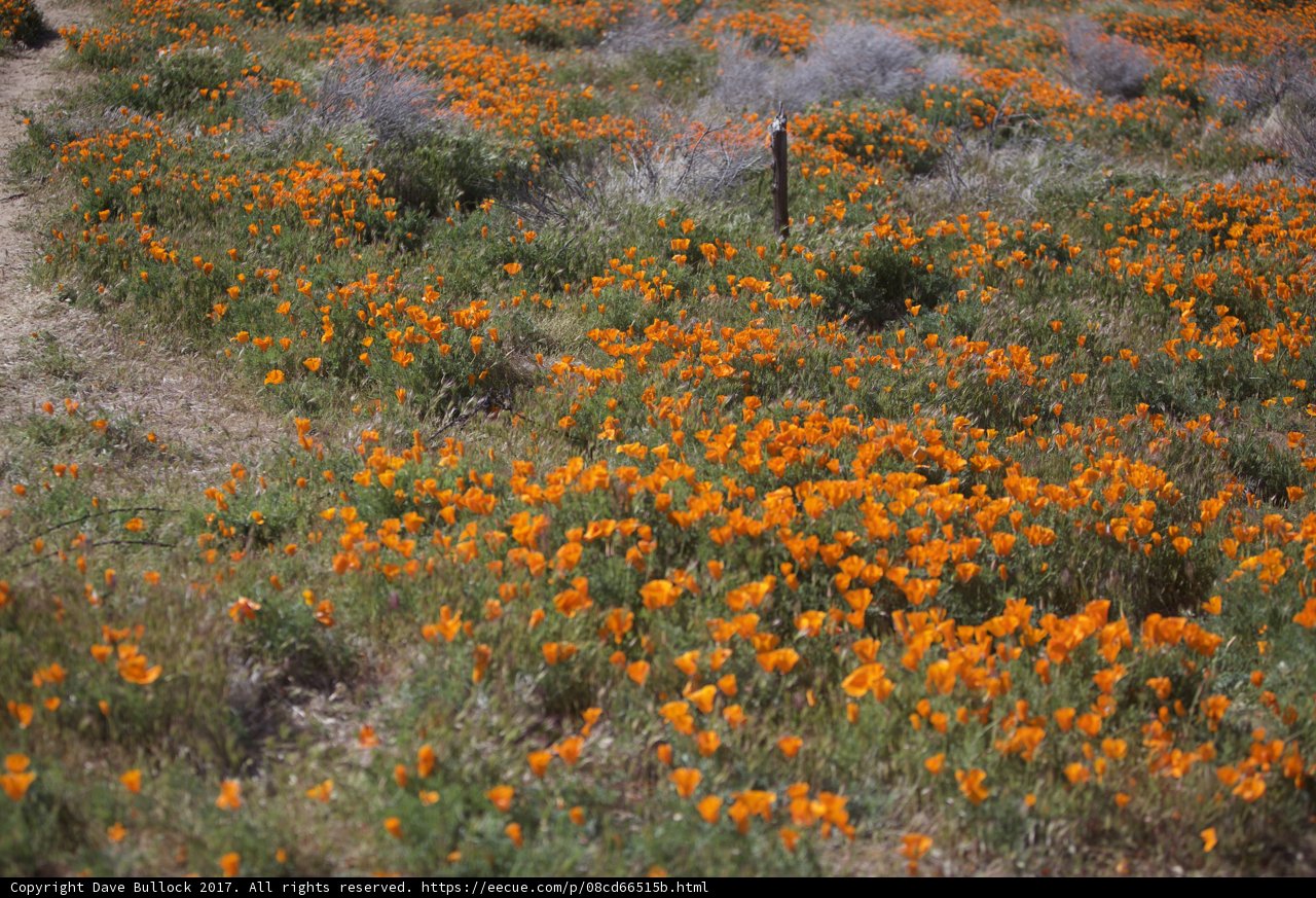 A Sea of Orange Blooms