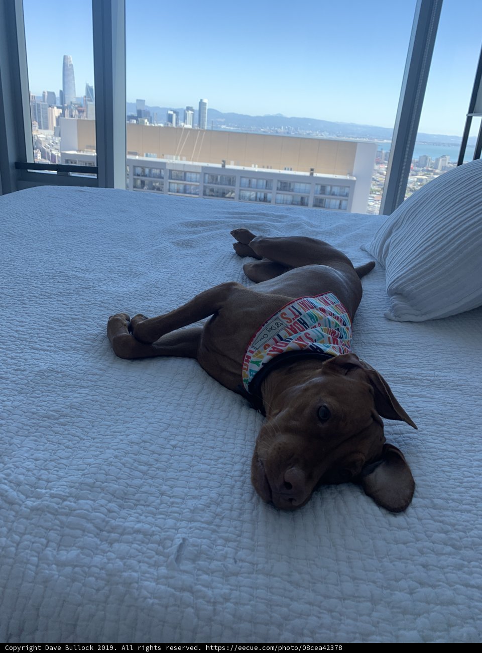 City Dog Lounging on the Bed