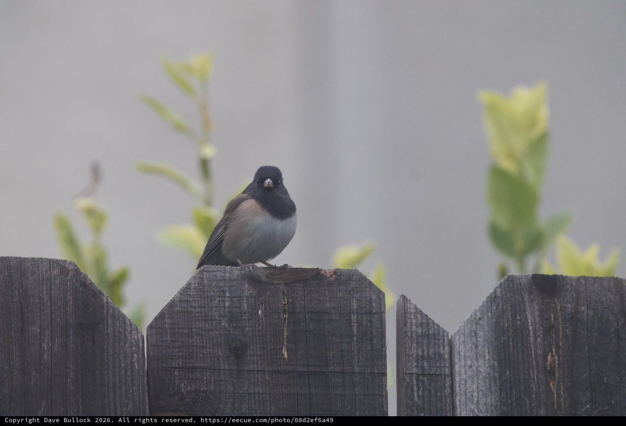 Dark-Eyed Junco Perched on Weathered Wooden Fence