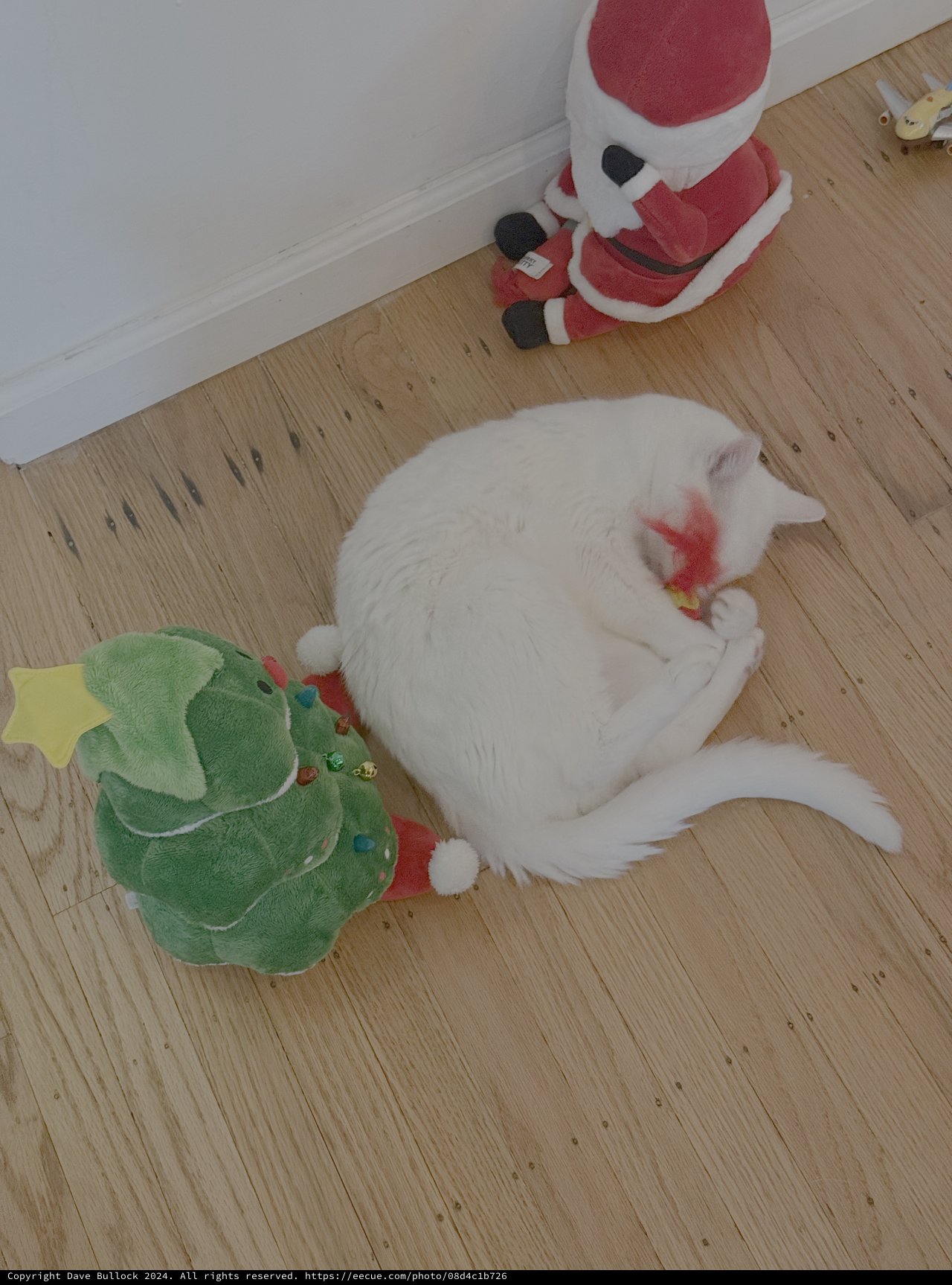 White Cat Playing with Christmas Toys Indoors