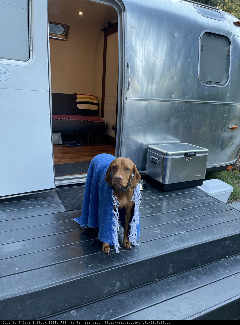Cozy Canine on the Deck