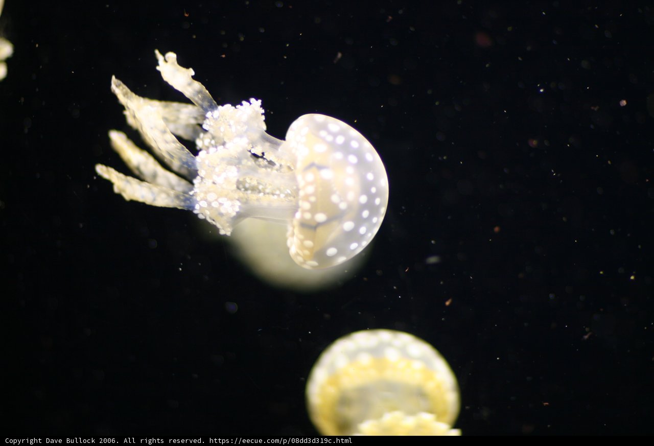Graceful Jellyfish in the Water