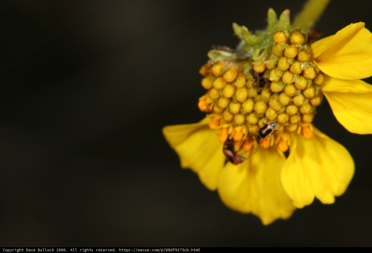 Beauty in Yellow