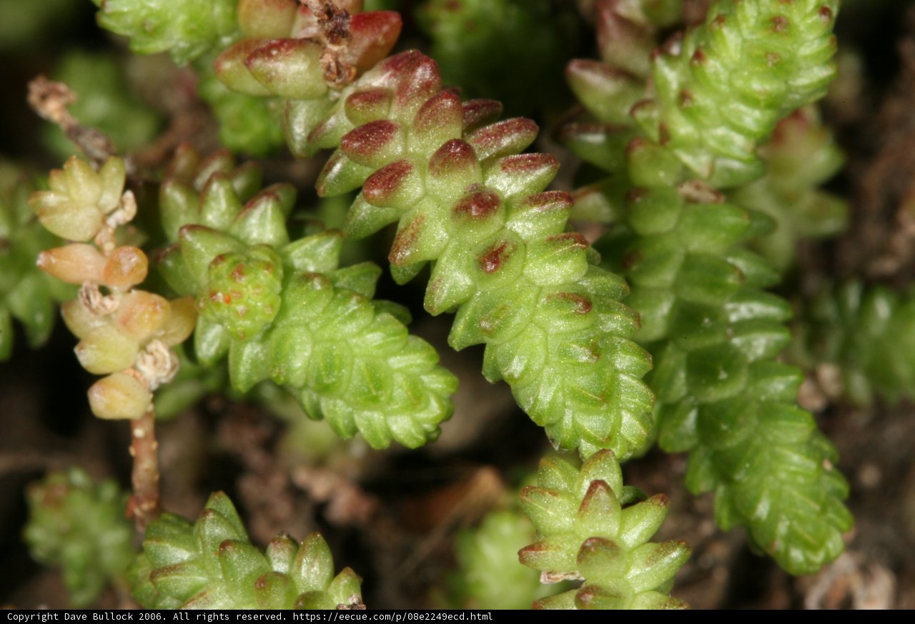 Verdant Mossy Conifer