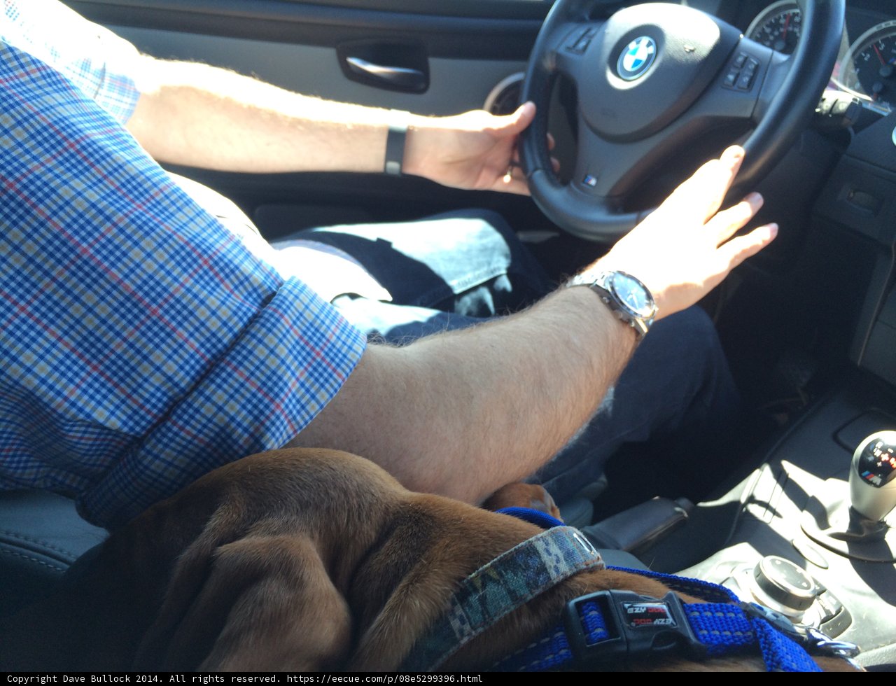 Doggy Co-Pilot