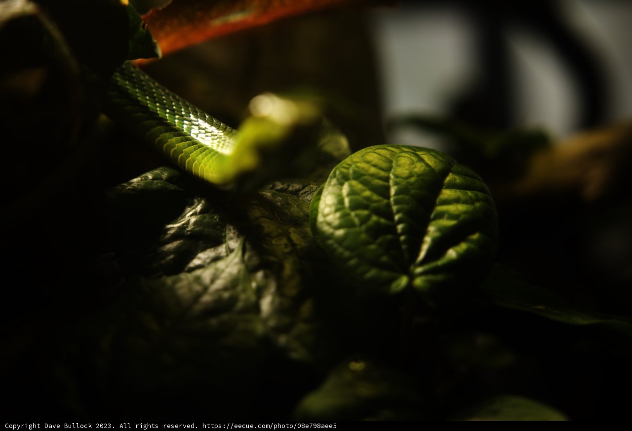 Serpent in the Green