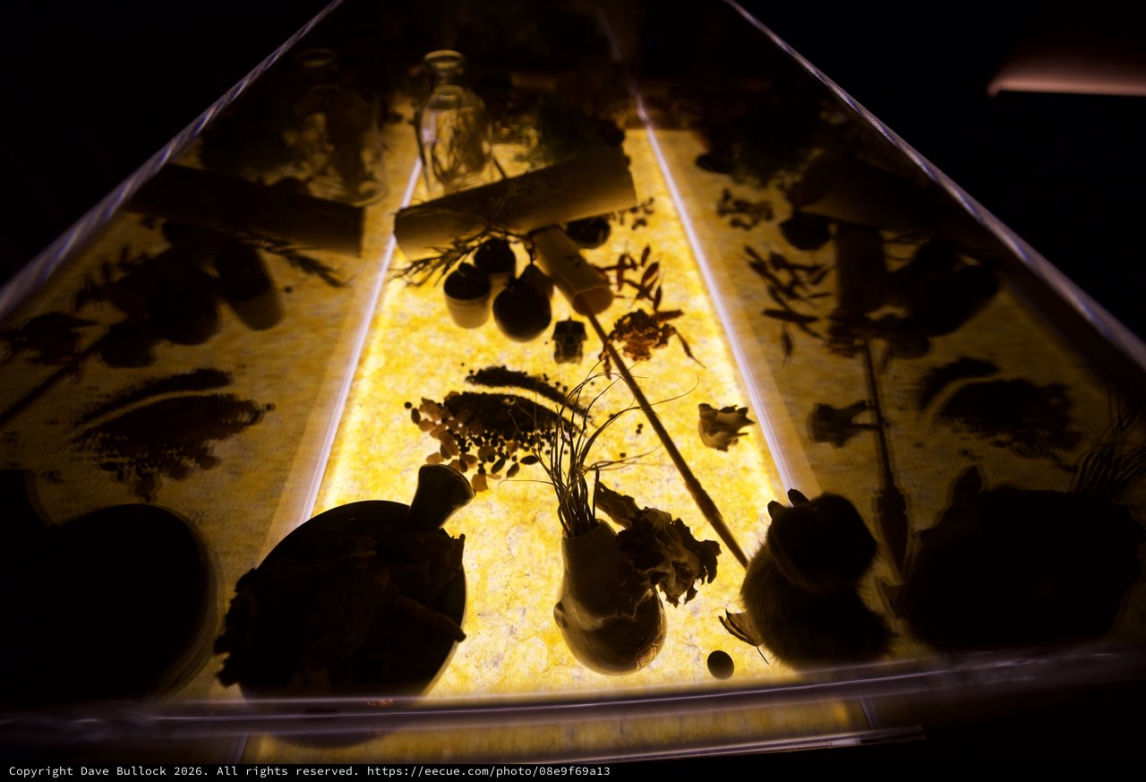 Illuminated Botanical Specimens on Light Table Display