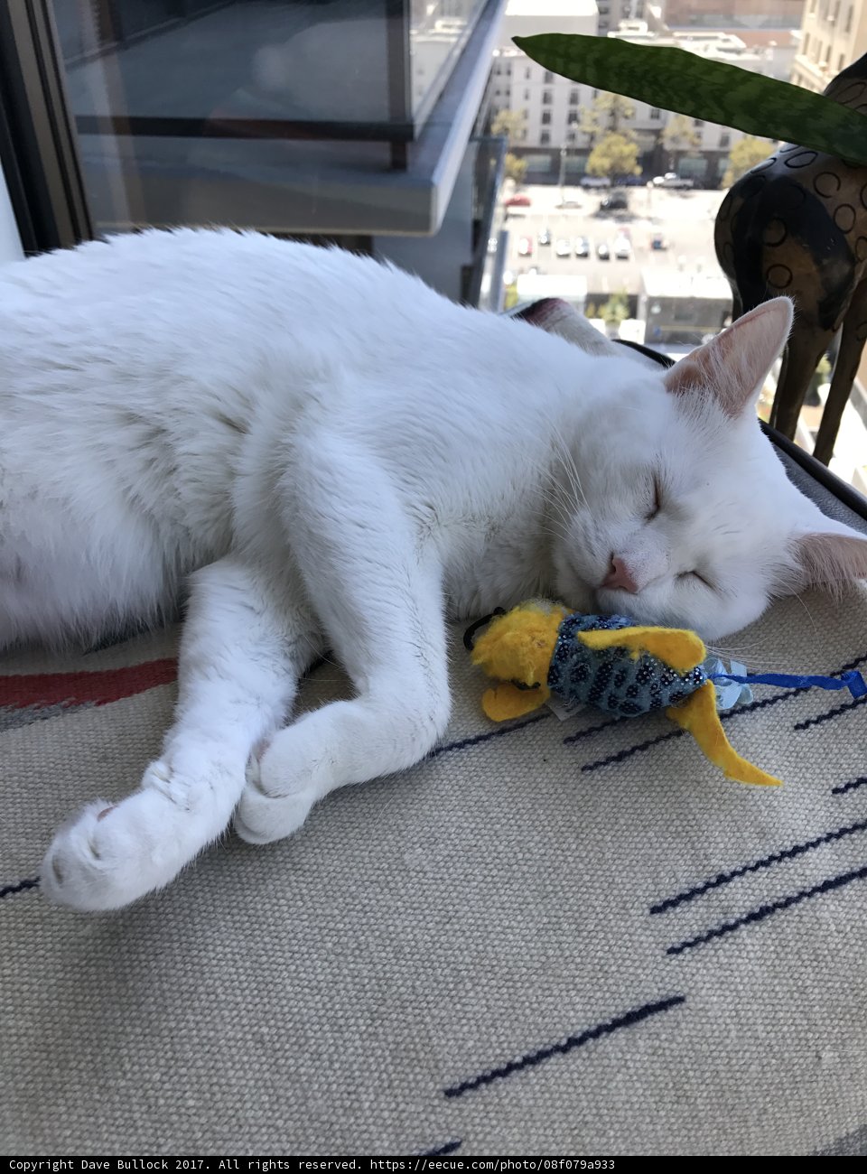Lazy Days with Feline Friends