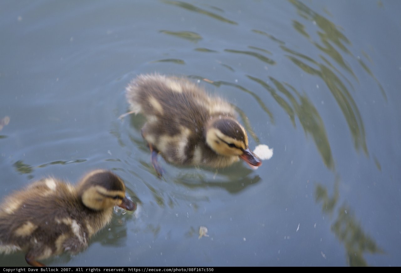 A Poultry Duo Takes a Swim