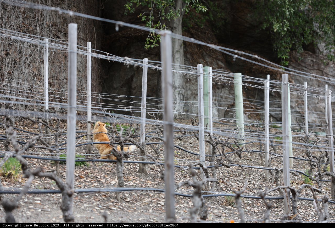 Canine Stroll Amongst the Vines