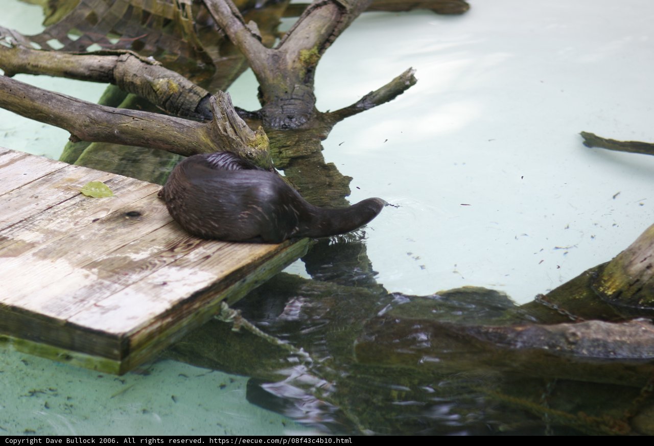 The Majestic Black Otter on Wooden Platform