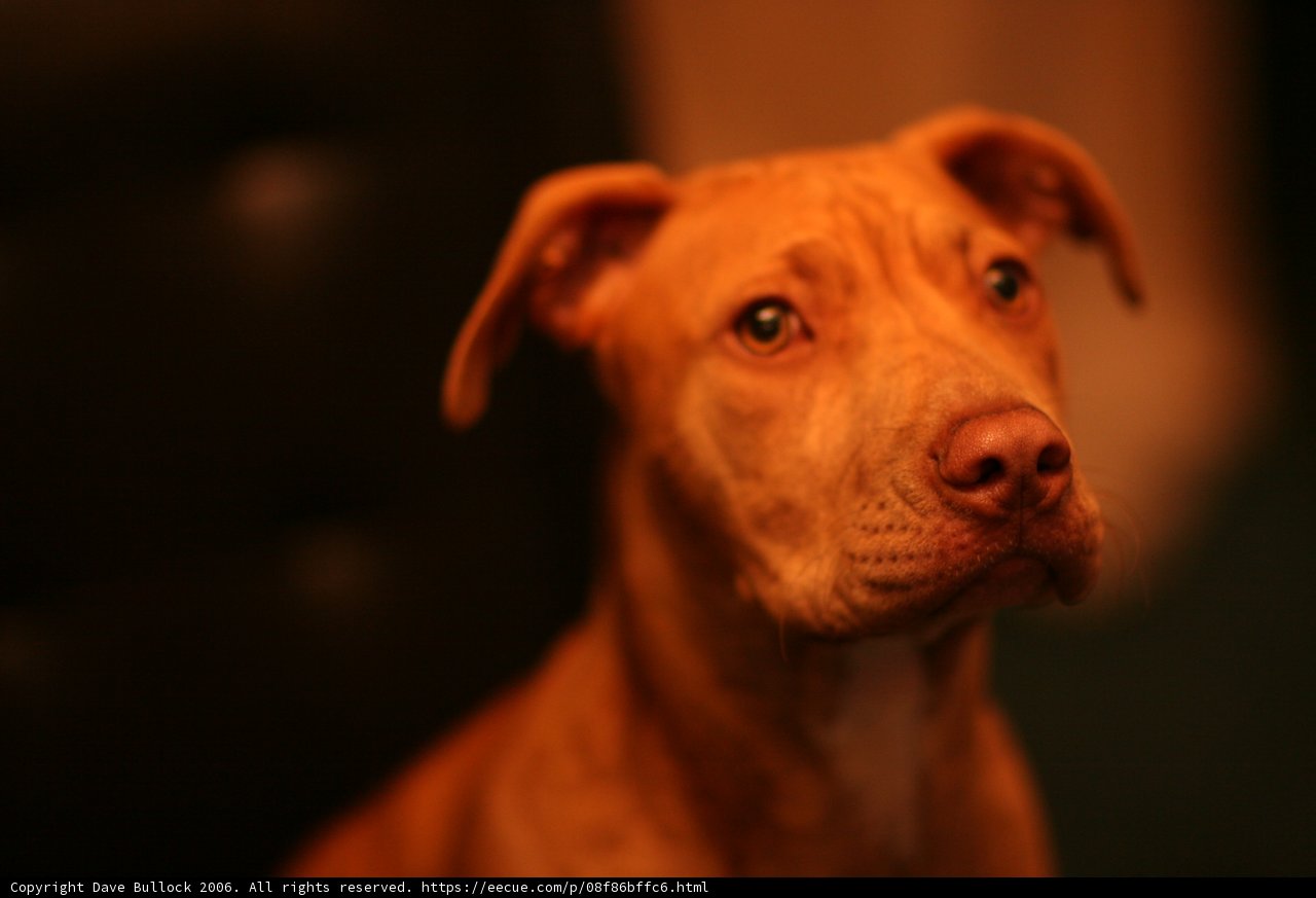 Loyal Companion