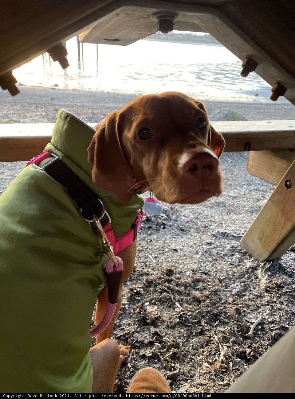 Coastal Canine Companion