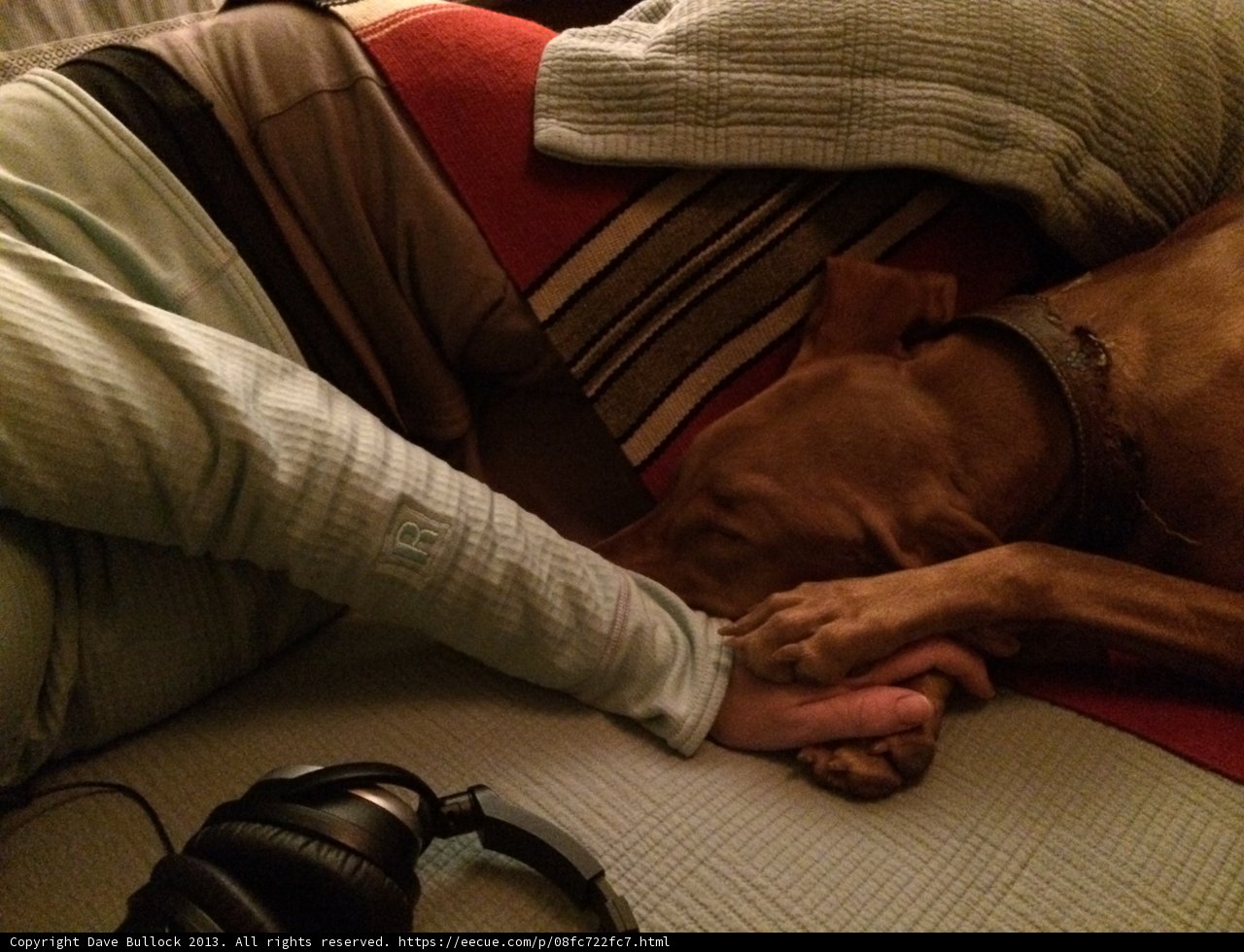 Cozy Canine Couch