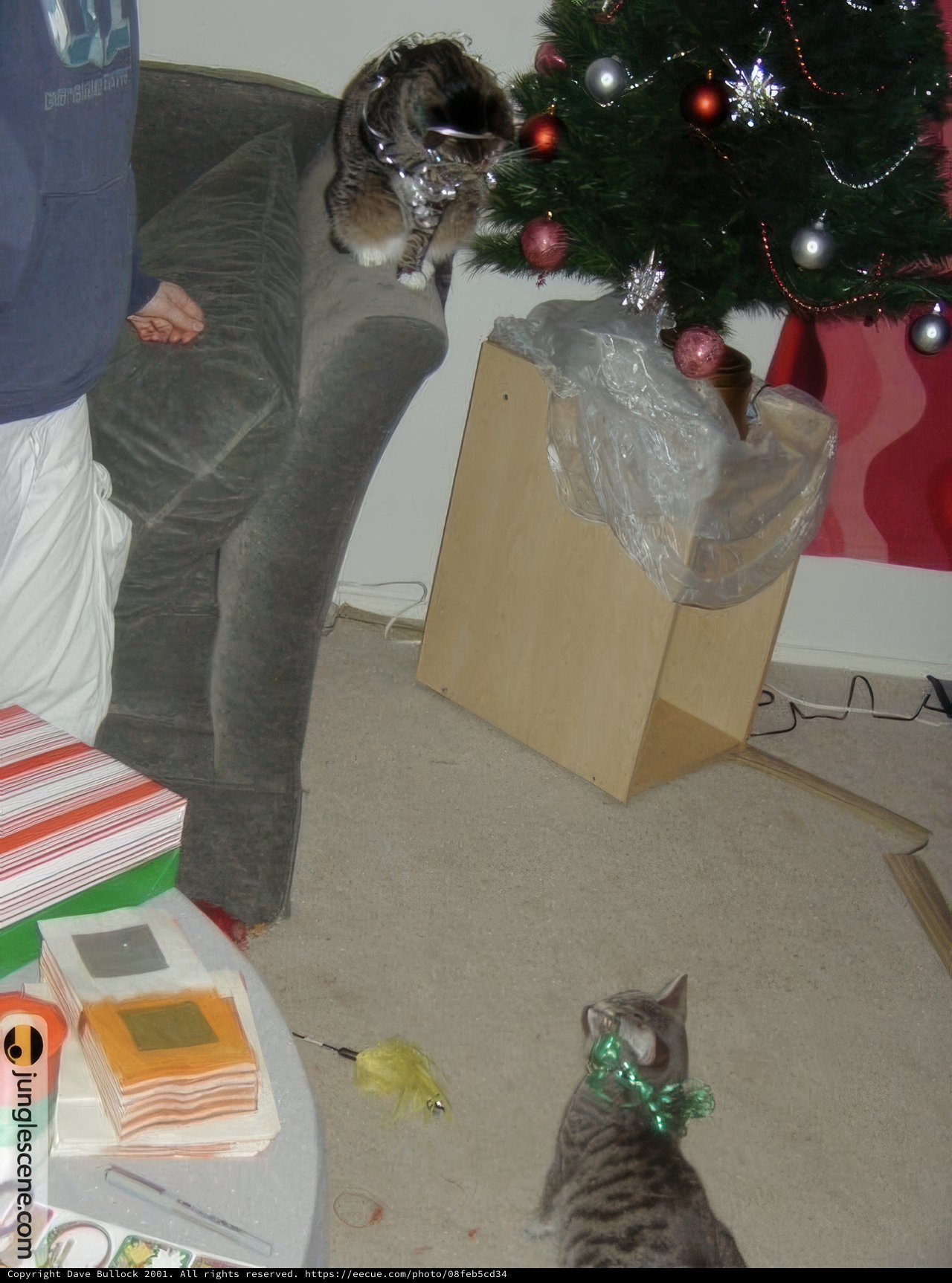 Cozy Christmas with My Feline Friend