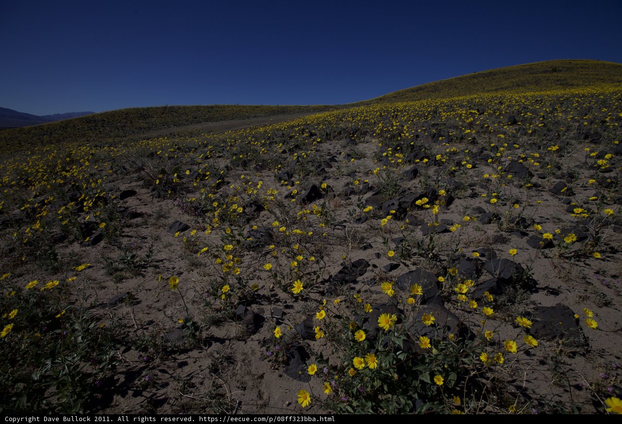 Endless Fields of Gold