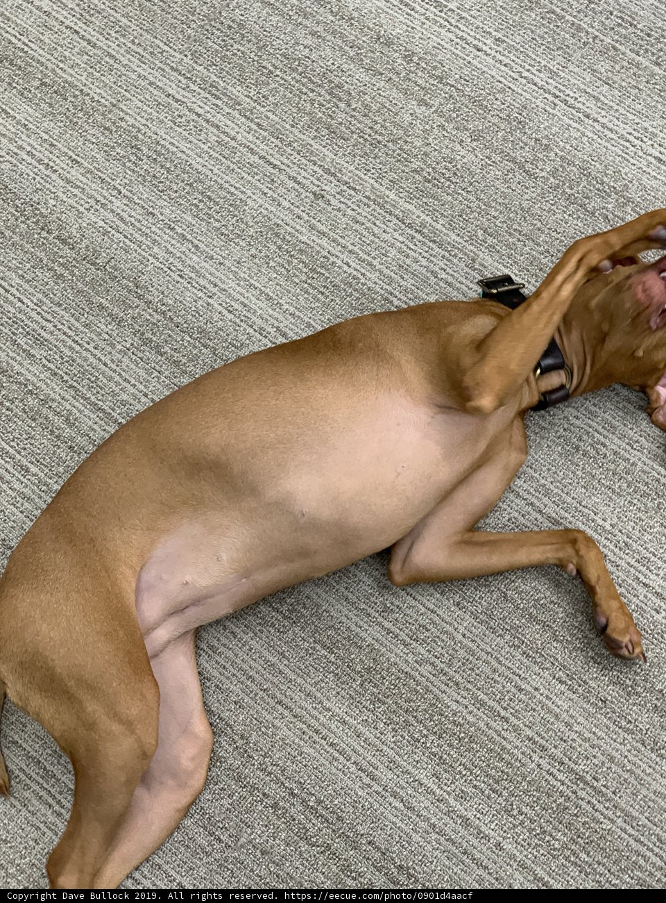Canine Relaxation