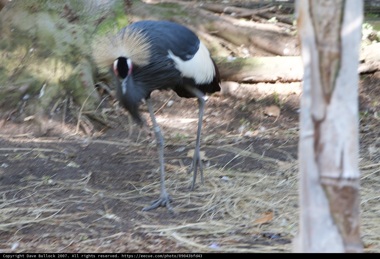 Graceful Crane Bird
