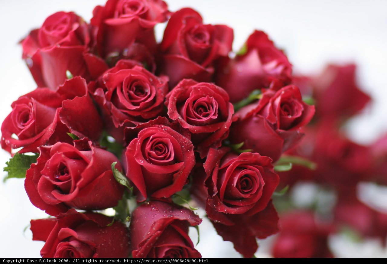 A Dozen and Two: A Stunning Bouquet of 14 Red Roses