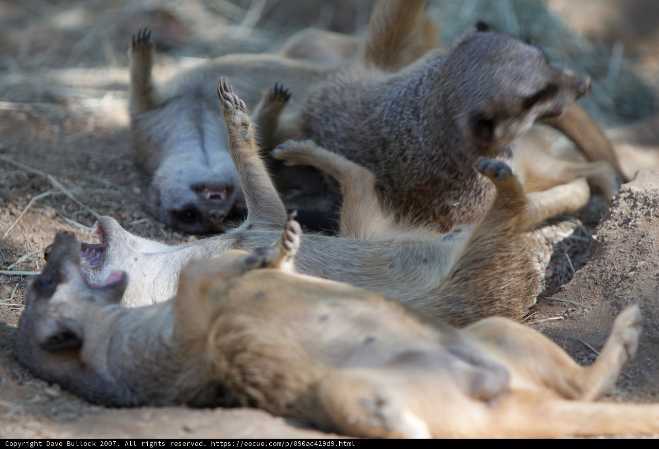 Playtime in the Dirt