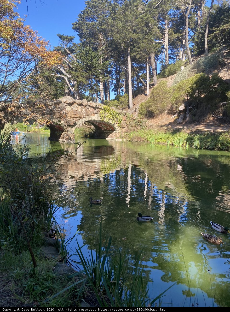 Peaceful Pond at Golden Gate Park