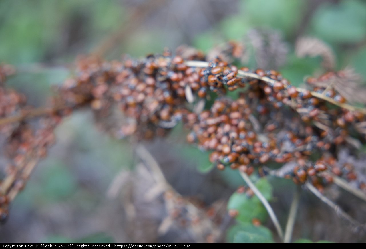 Ladybug Gathering on Huckleberry Trail