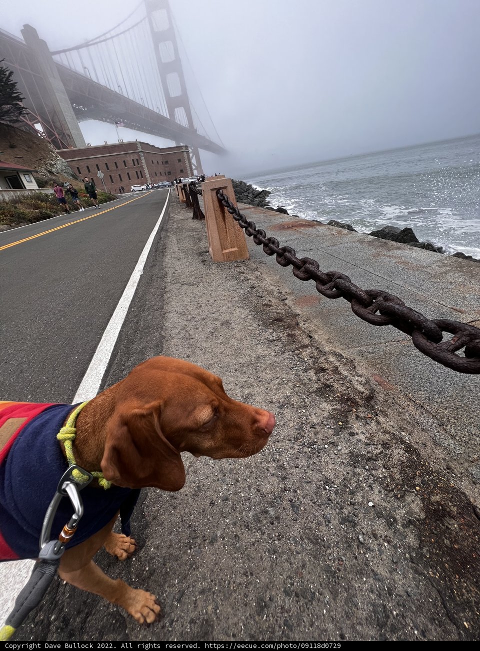 Urban Hound on a Beach Stroll
