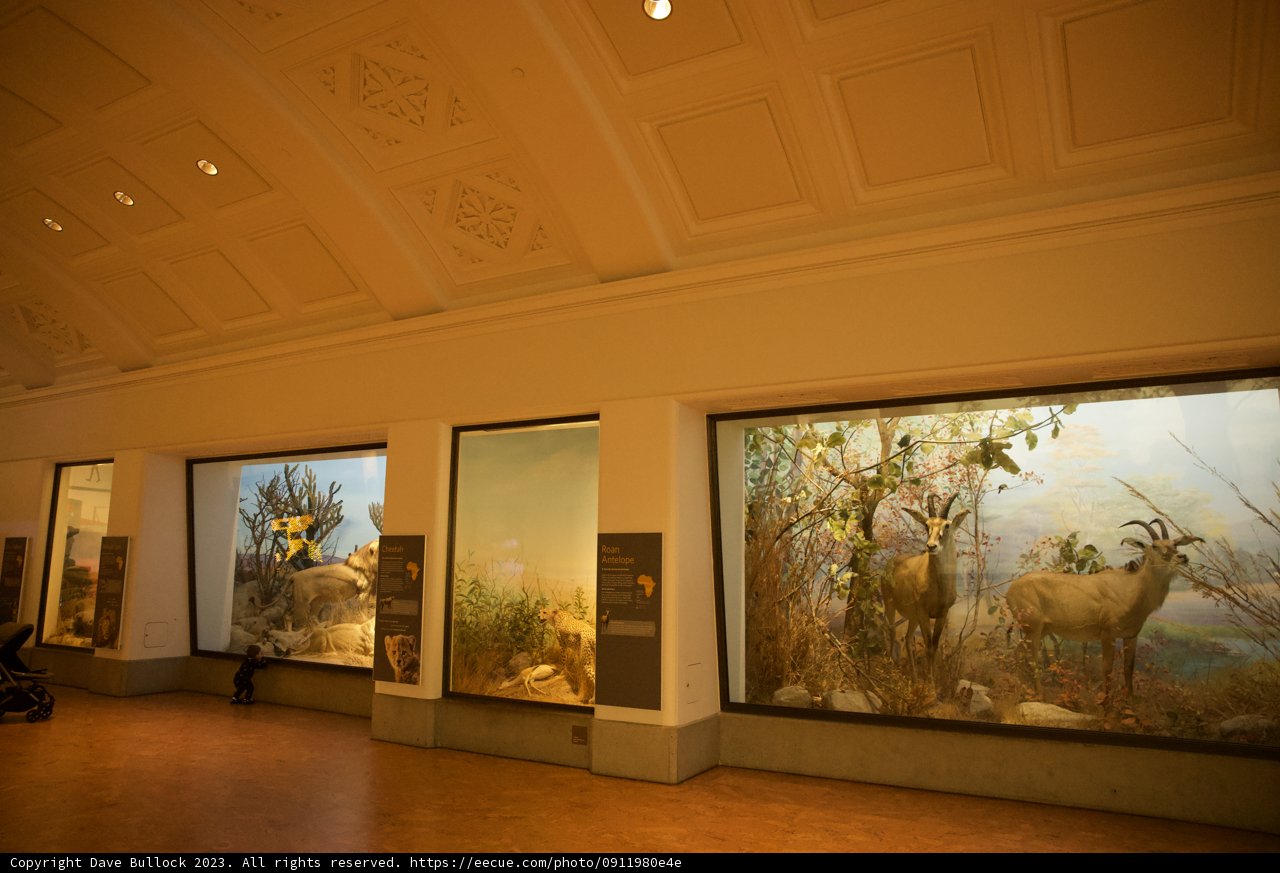 A Journey Through Art: Inside the Academy of Sciences