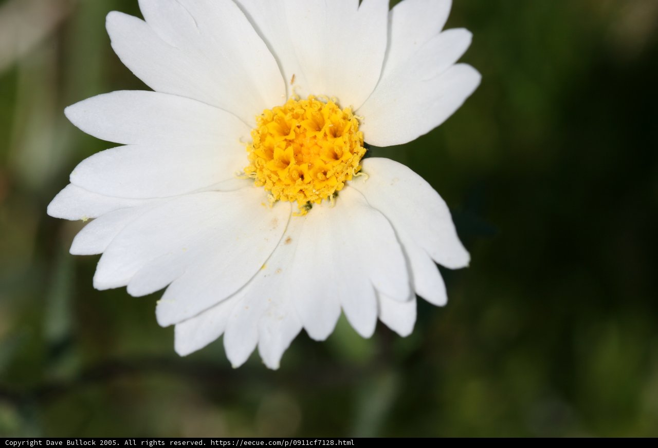 A Daisy in the Spring Field