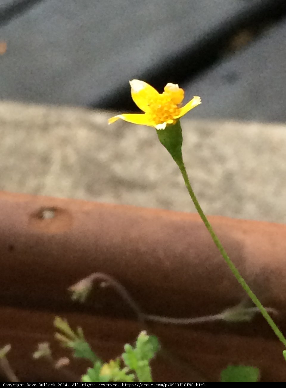 Sunny Bloom in Altadena