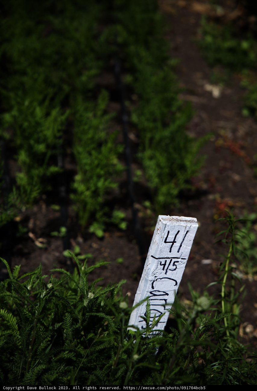 Discovering Chinese Herbs in the Garden