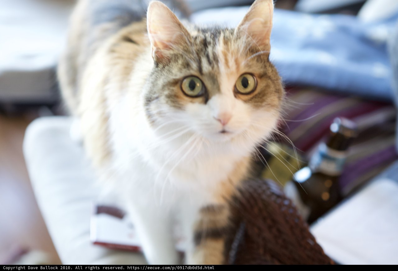 Christmas Cat