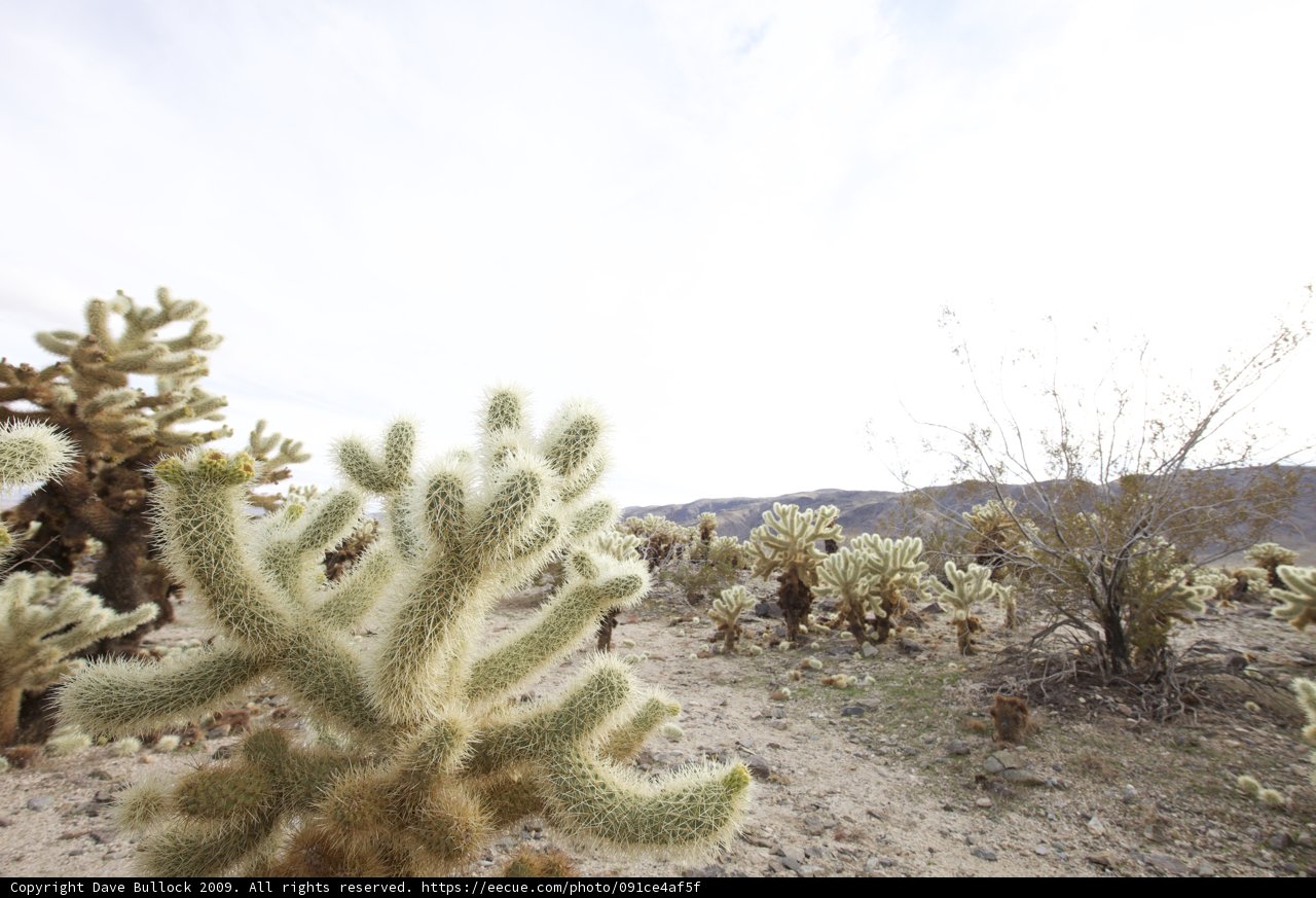 Desert Wonderland