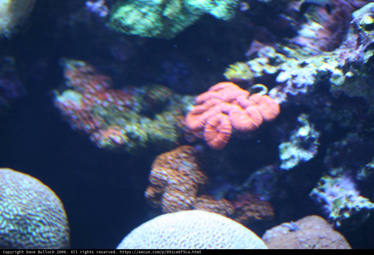 Diverse Corals of the Underwater Reef