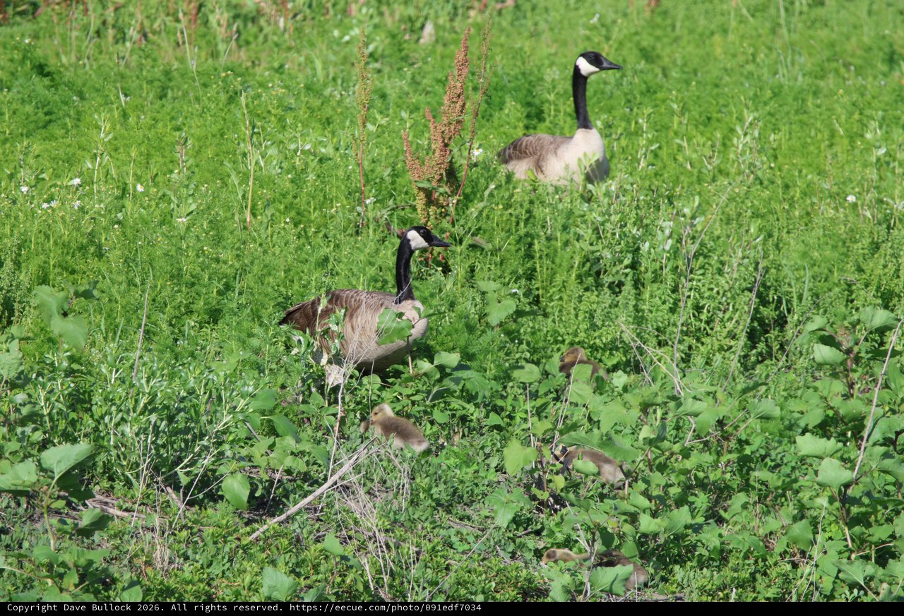 Canada Geese Family with Goslings in Grassy Wetland