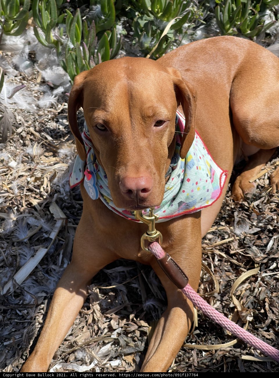 Resting Canine