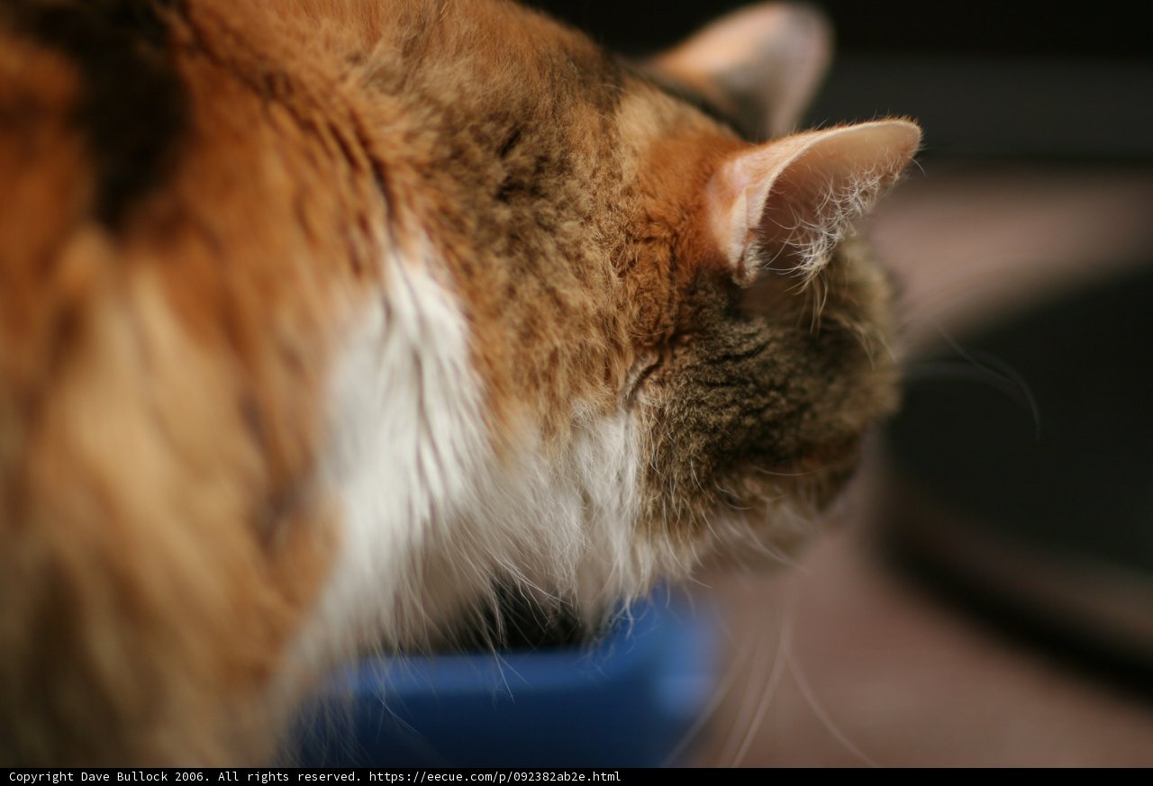 Curious Cat