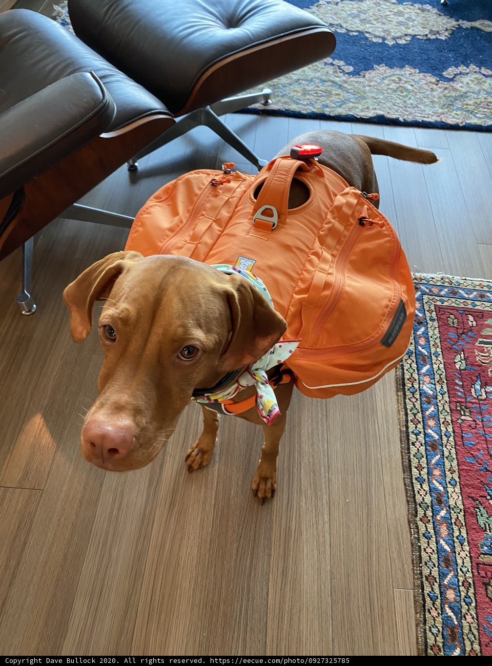 Canine Fashionista