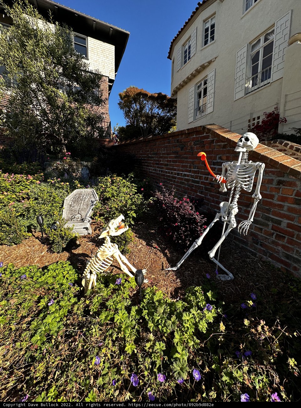 Bones and Buddy