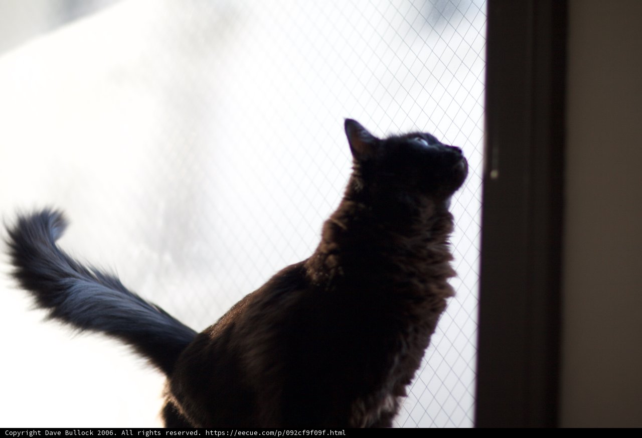 The Inquisitive Black Cat
