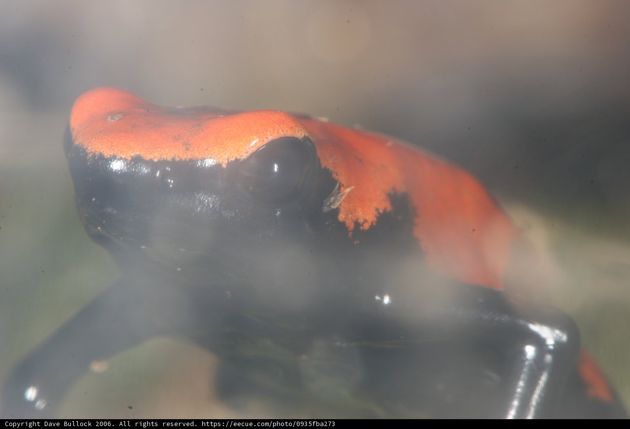Red and Black Frog