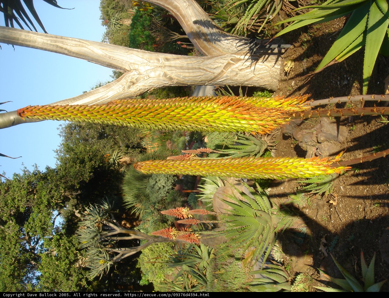 Majestic Tree with Plant